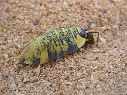 Porcellio spinipes CB FUE 001.JPG