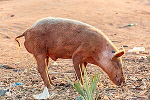 Archivo:Puerco, Imehejek, Sudán del Sur, 2024-01-21, DD 02