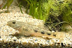 Rhinogobius giurinus(Hamamatsu,Shizuoka,Japan).jpg