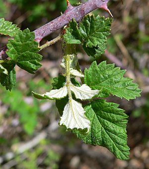 Archivo:Rubus leucodermis 3