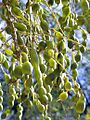 S.japonica-frutos-1