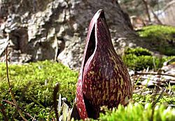 SKUNKCABBAGE-MOSS-400X575.jpg
