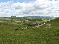 Shorn sheep on Dunsyre Hill - geograph.org.uk - 511441.jpg