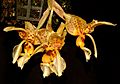 Stanhopea shuttleworthii Orchi 2012-08-03 031