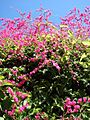 Starr 071024-0277 Antigonon leptopus