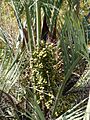 Starr 071024-0322 Butia yatay