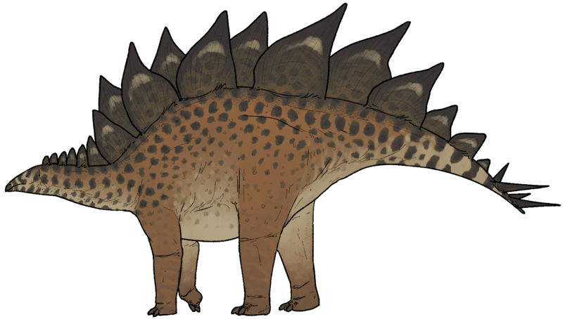 Stegosaurus stenops