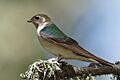 Tachycineta thalassina -San Luis Obispo, California, USA -female-8 (2)