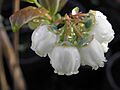Vaccinium corymbosum.R.H (12)