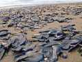 Velella on beach