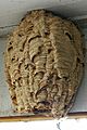Vespa crabro nest full