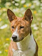 A basenji