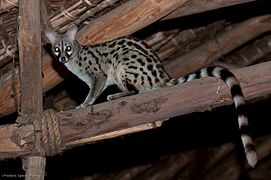 A female common genet in the dining room, Satao Camp