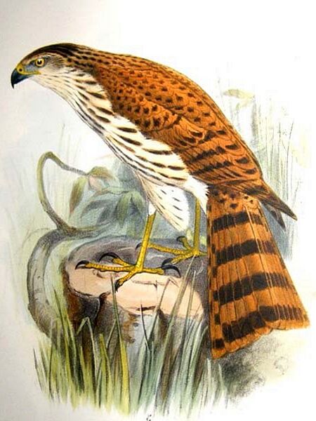 Accipiter rhodogaster