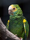 Amazona barbadensis -Palmitos Park, Gran Canaria, Canary islands, Spain-8a.jpg