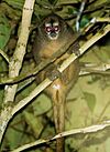 Aotus lemurinus 568613.jpg