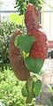 Aristolochia gigantea01