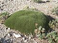 Astragalus.balearicus
