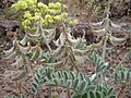 Astragalus malacus (23211291210)