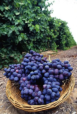 Archivo:Autumn Royal grapes
