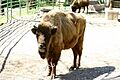 Barcelona.Zoologico.Bison.Bonasus