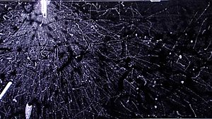 Archivo:Beta radiation in a cloud chamber