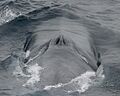 Blue Whale 003 noaa blowholes