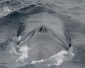 Archivo:Blue Whale 003 noaa blowholes