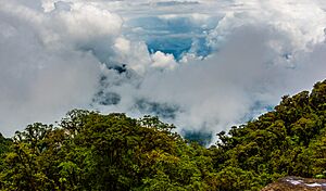 Archivo:Bosque en las nubes