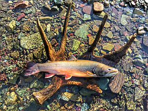 Archivo:Bull Trout (21300250425)