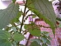 Calea flowering