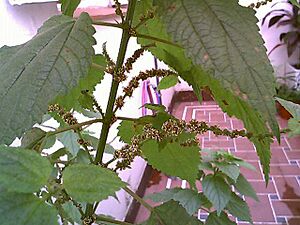 Archivo:Calea flowering