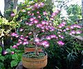 Calliandra eriophilla-bonsai