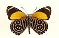 Callicoreeunomia