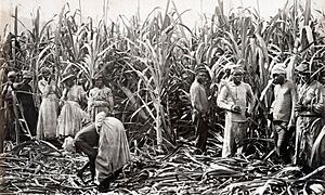 Archivo:Cane cutters, Jamaica, 1891