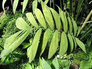 Chamaedorea elegans, dove collocarla e perché si chiama Palma della fortuna