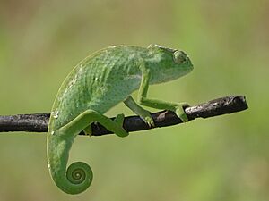 Archivo:Chamaeleo senegalensis autour de la Pendjari 01