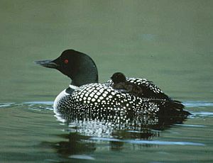 Archivo:Common Loon with chick