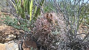 Archivo:Coryphantha kracikii 3