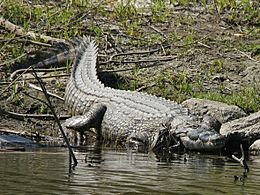 Crocodylus niloticus (Kafue)