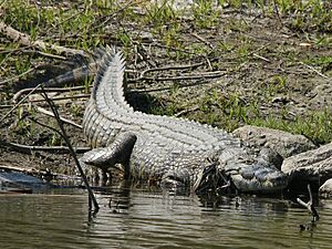 Archivo:Crocodylus niloticus (Kafue)
