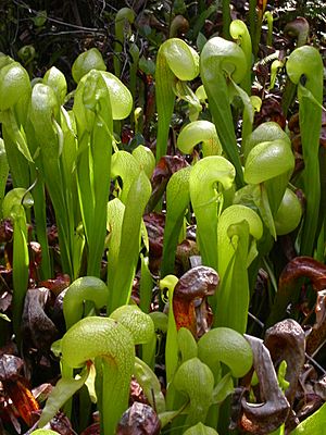 Archivo:Darlingtonia californica