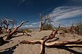 Death valley dead trees