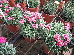 Archivo:Dianthus caryophyllus Colori Joy (p) 2005-12-04