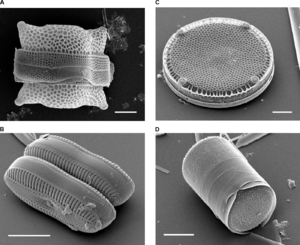 Archivo:Diatoms