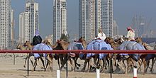 Archivo:Dubai camel race
