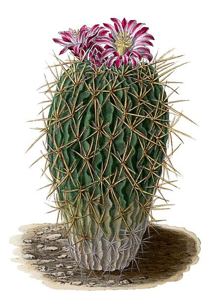 Echinocactus BlKakteenT159