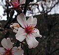 Flor de almendro