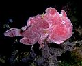 Frogfish ocellated