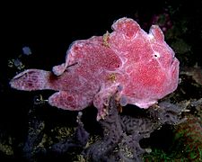 Frogfish ocellated